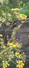 Papilio machaon hippocrates