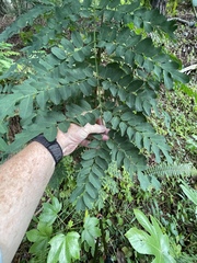 Adenanthera pavonina