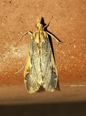 Loxostege albiceralis