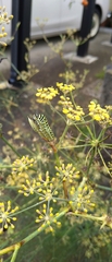 Papilio machaon hippocrates