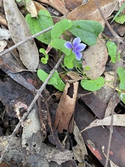 Viola hederacea
