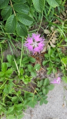 Dianthus superbus