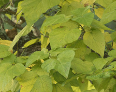 Catalpa speciosa
