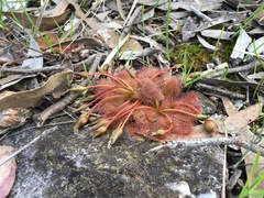 Drosera whittakeri