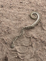 Crotalus viridis