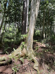 Adenanthera pavonina