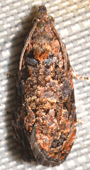 Endothenia hebesana