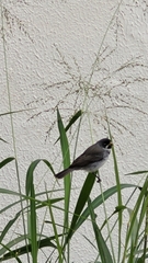 Sporophila caerulescens