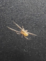 Cheiracanthium mildei