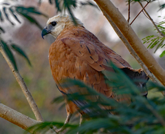 Busarellus nigricollis