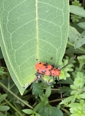 Tetraopes tetrophthalmus