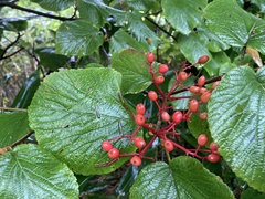 Viburnum furcatum