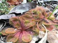 Drosera whittakeri