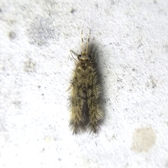 Hydroptilidae