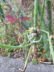 Allium proliferum