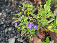 Trichostema dichotomum