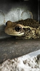 Trachycephalus vermiculatus