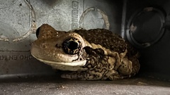 Trachycephalus vermiculatus