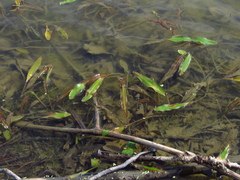 Potamogeton nodosus