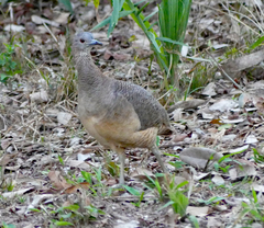 Crypturellus undulatus