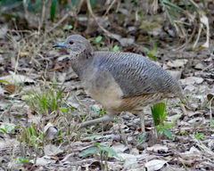 Crypturellus undulatus