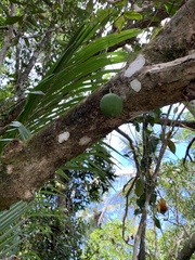 Crescentia cujete