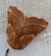 Malacosoma americana