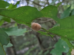 Druon quercusflocci