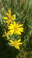 Silphium integrifolium