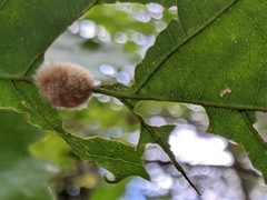 Druon quercusflocci