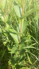 Silphium integrifolium