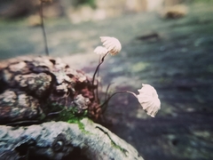 Marasmius rotula