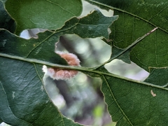 Druon quercusflocci