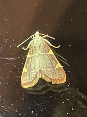 Hypsopygia