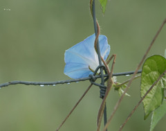 Ipomoea hederacea