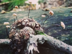 Marasmius rotula