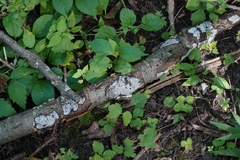 Biscogniauxia atropunctata