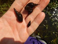 Lymnaea stagnalis