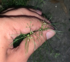 Cyclospermum leptophyllum