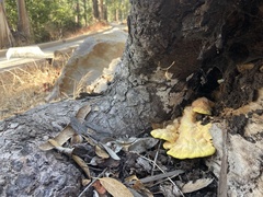 Laetiporus gilbertsonii