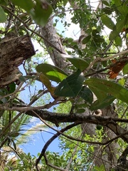 Crescentia cujete