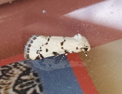 Grotella binda