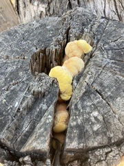 Laetiporus gilbertsonii