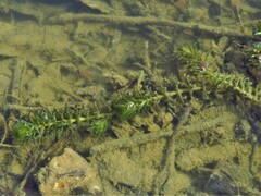 Hydrilla verticillata