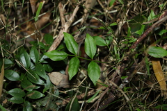 Pandorea jasminoides