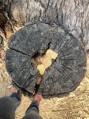 Laetiporus gilbertsonii