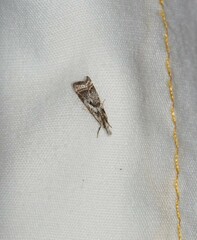 Microcrambus