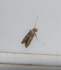 Blastobasis glandulella