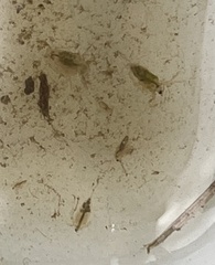 Daphnia