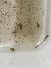 Daphnia